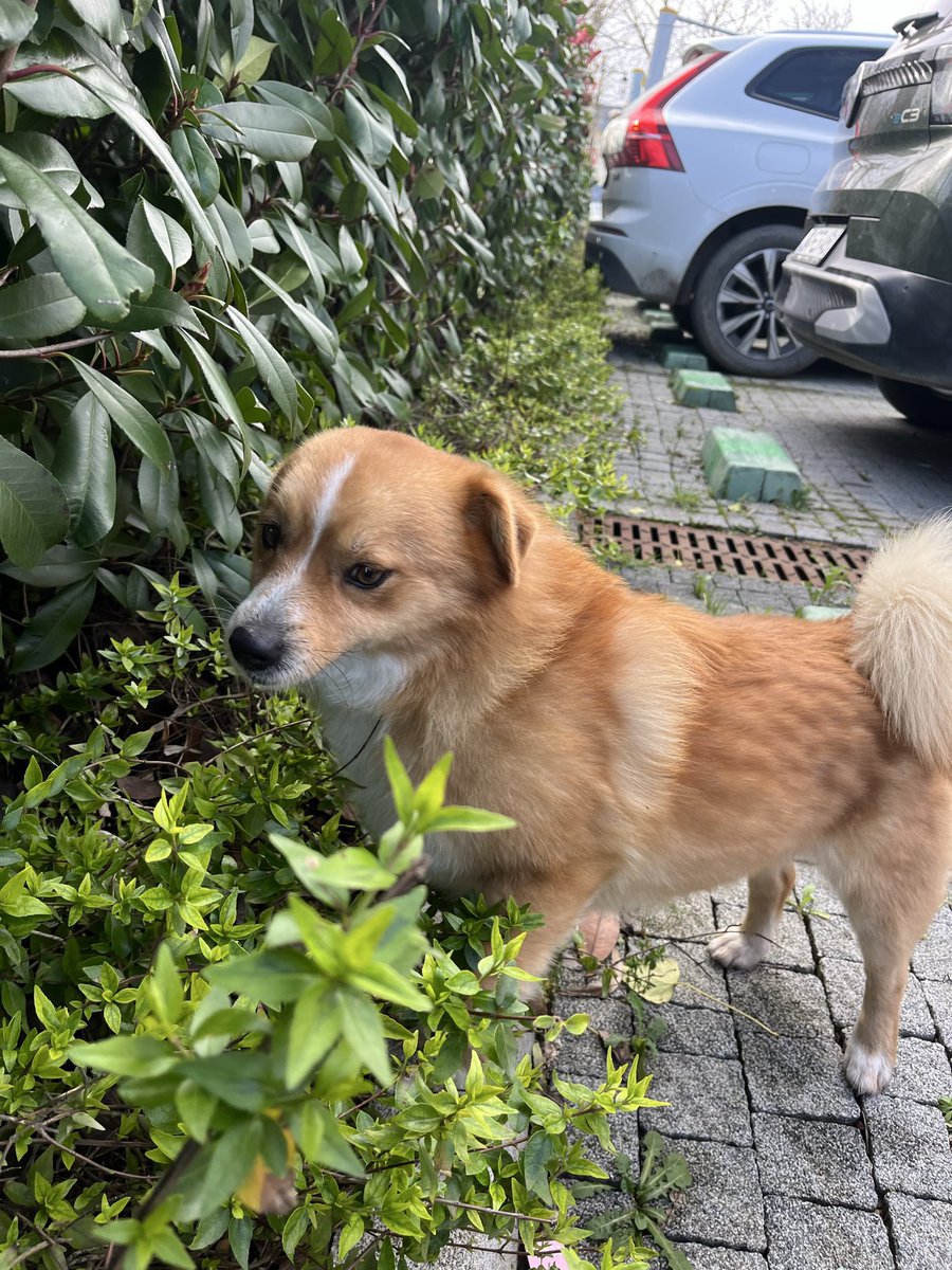 masum_gozler's tweet photo. Sokağa terk edilmiş minicik bir can‼️Acil yuva arıyoruz. Çok minik 5-6 kg kadar, sokakta yapamaz 😢 Yuva olmak isteyenler Whatsapptan kendilerini tanıtan bir mesaj yazabilirler. 0545 780 23 37. SİLİVRİ. (NOT: SÖZLEŞME VE TAKİP ŞARTI VARDIR)

@benubuss https://t.co/ecGsob62wx