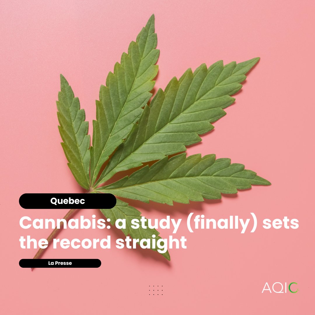 Association québécoise du chanvre et du cannabis tweet media