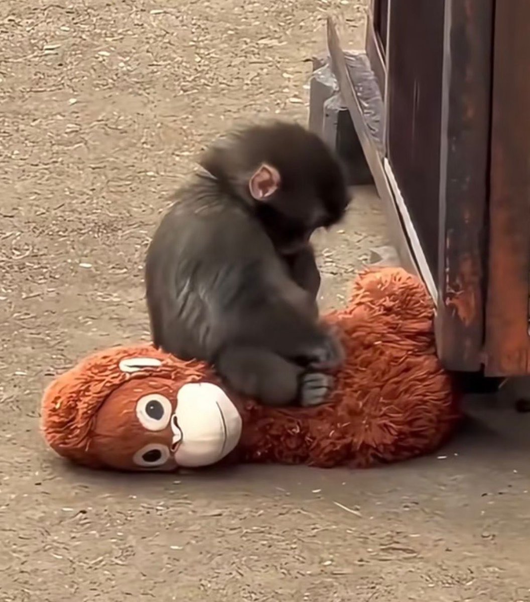 Yetkililer, Punch’ın yaşananların ardından hayata küstüğünü belirtti.