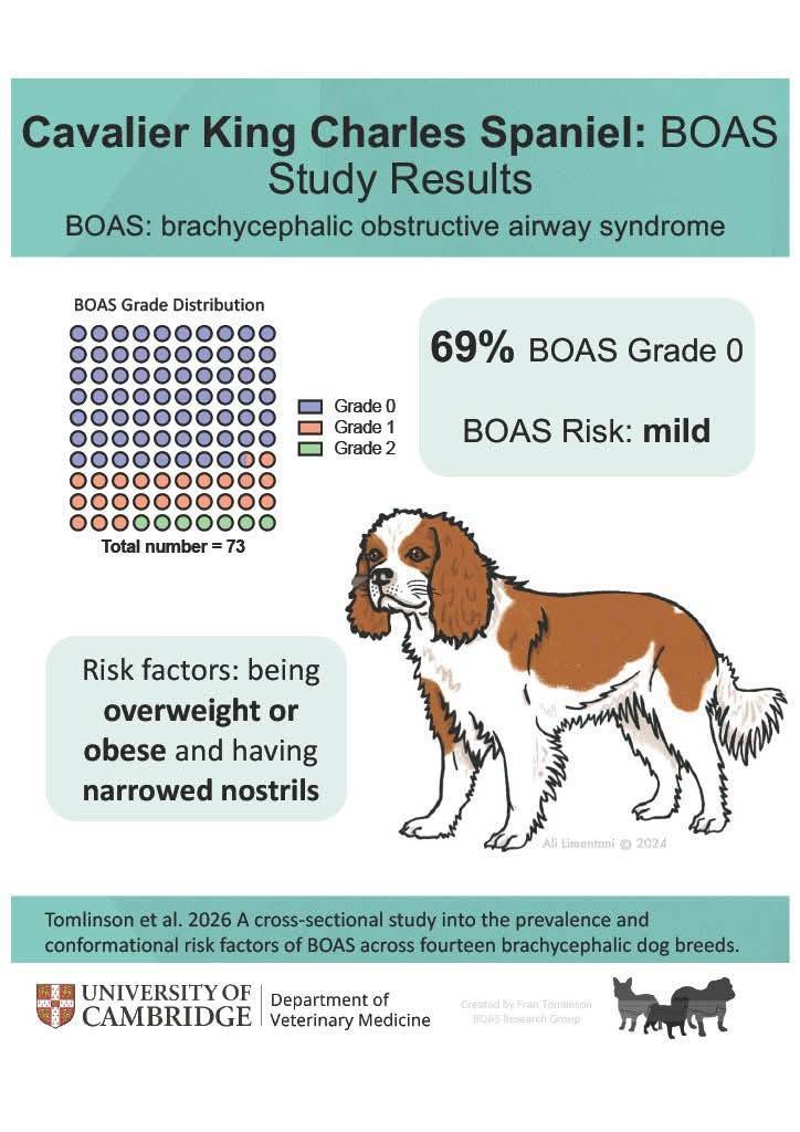 CavalierMatters's tweet photo. Many of us have Cavaliers who snore, and are intolerant to heat. Being overweight can make things worse.
A new study published in PLOS One reports on BOAS across 14 brachycephalic breeds, including Cavaliers.
https://t.co/9tWk2QCTYj
#BOAS #RespiratoryHealth #Brachycephaly https://t.co/Eb4JRl9KnK