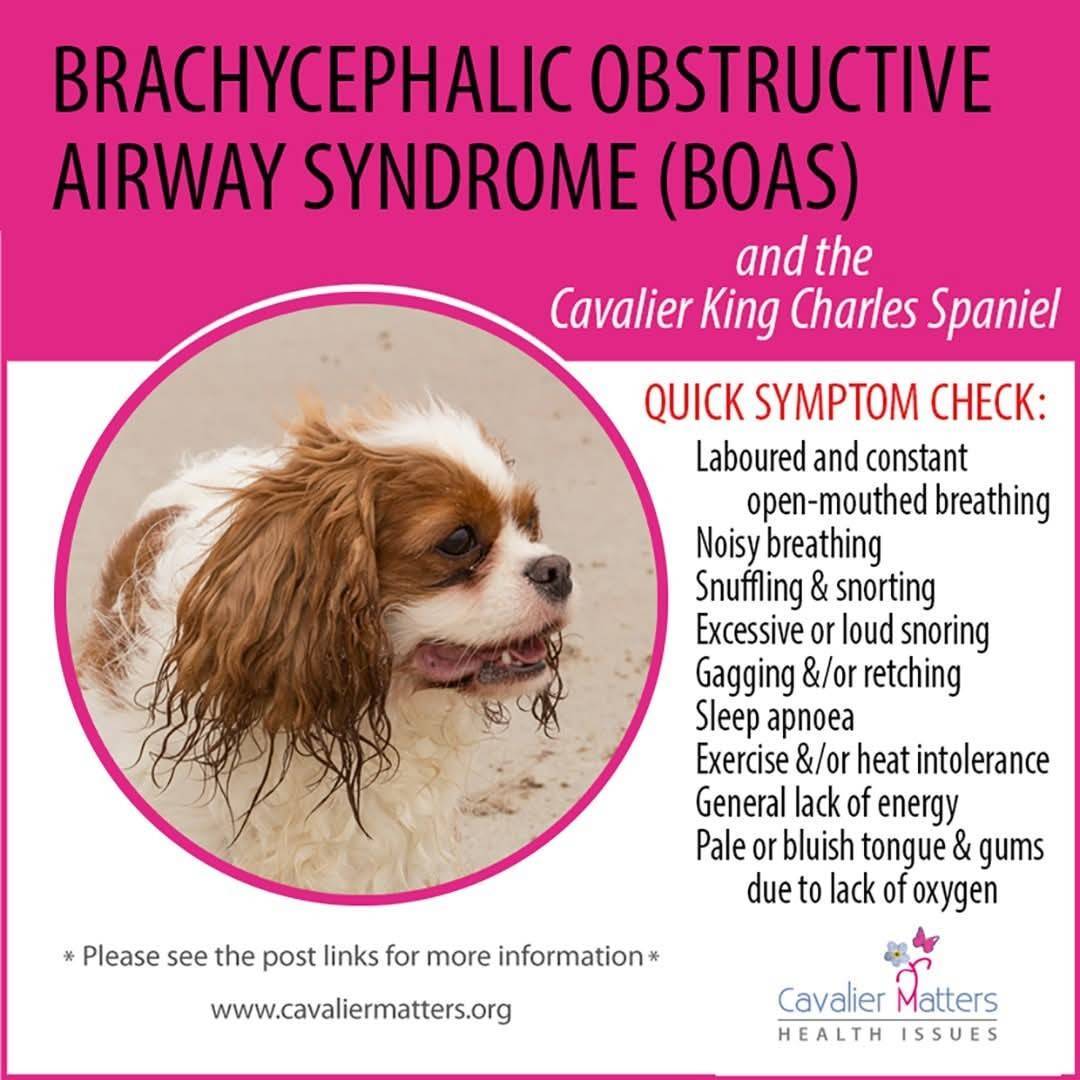 CavalierMatters's tweet photo. Many of us have Cavaliers who snore, and are intolerant to heat. Being overweight can make things worse.
A new study published in PLOS One reports on BOAS across 14 brachycephalic breeds, including Cavaliers.
https://t.co/9tWk2QCTYj
#BOAS #RespiratoryHealth #Brachycephaly https://t.co/Eb4JRl9KnK