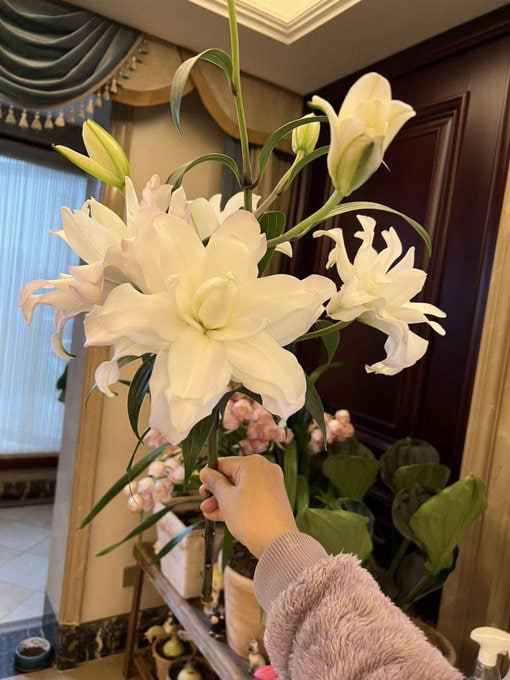 Grace in bloom, nature’s quiet way of reminding us to pause and admire the beauty around us. 🤍🌿🪻