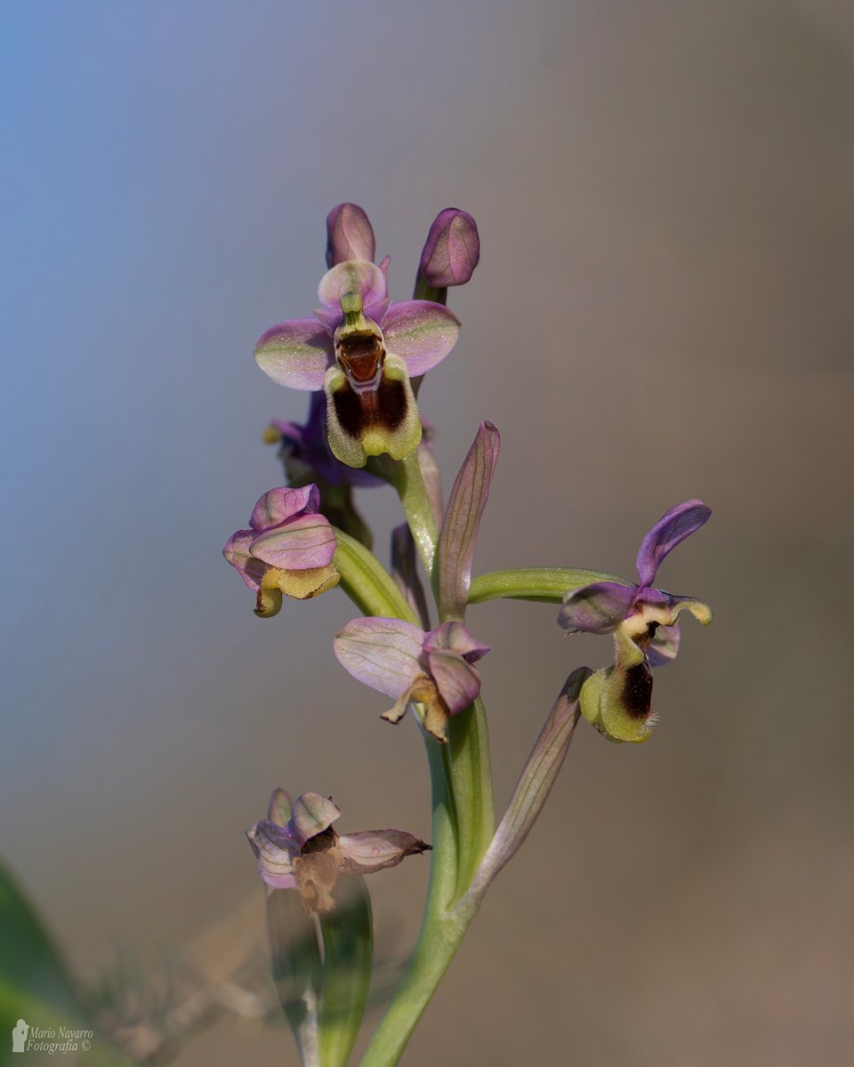 Mario Navarro tweet media