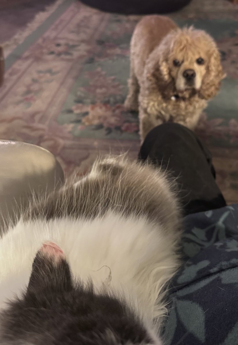 SpanielsSuper's tweet image. Another night I’m not on mum’s knee #Sigh
