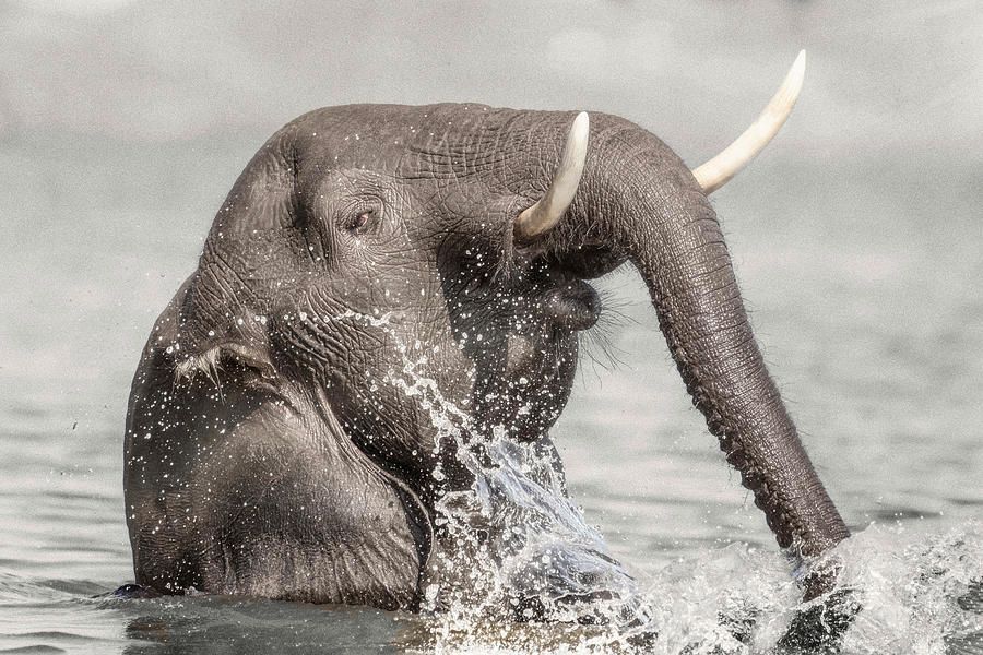 joancarroll's tweet photo. Young Elephant Playing in the Chobe River Botswana 2! https://t.co/f5iWCQjKrh #elephant #river #chobe #botswana #africa #splashing #artforsale #giftideas @joancarroll https://t.co/UFySJxvhiw