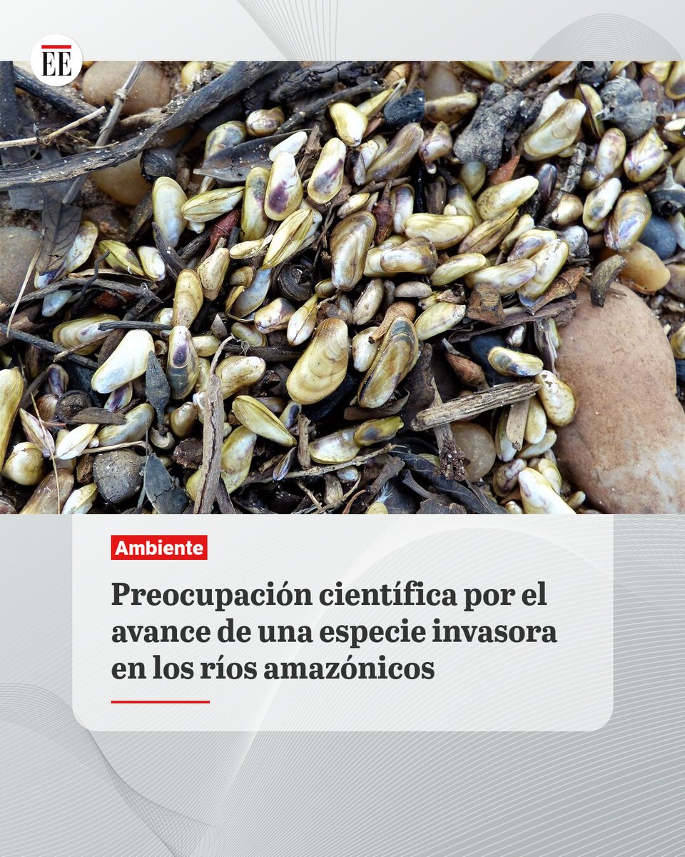#EE | Un invasor se expande por la Amazonia más rápido de lo previsto y podría llegar pronto al río Amazonas, según científicos.
ok.me/5tYO1👇🔗
