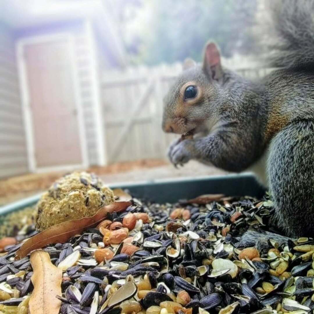 jasontromm's tweet photo. By day, a humble backyard resident. By night, The Acorn Architect. No bird feeder is safe, and no deck is off-limits. Tell the blue jays their reign of terror ends now.
#SquirrelsOfInstagram #BackyardVillain #SquirrelLife #NaturesOutlaws #BirdFeederHeist https://t.co/p2aVr06aJl