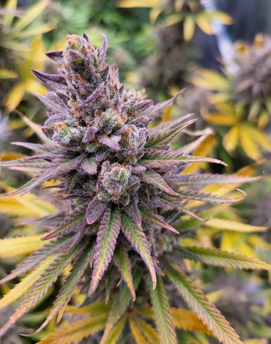Looking for the perfect balance of creativity and relaxation? 🫐✨ Blue Dream is the answer! It is easy to grow and yields up to 800g/plant.
Experience the iconic berry flavor and euphoric high. Get your feminized seeds here: cannabizseed.com/feminized-cann…
#CannabisCommunity #WeedLife
