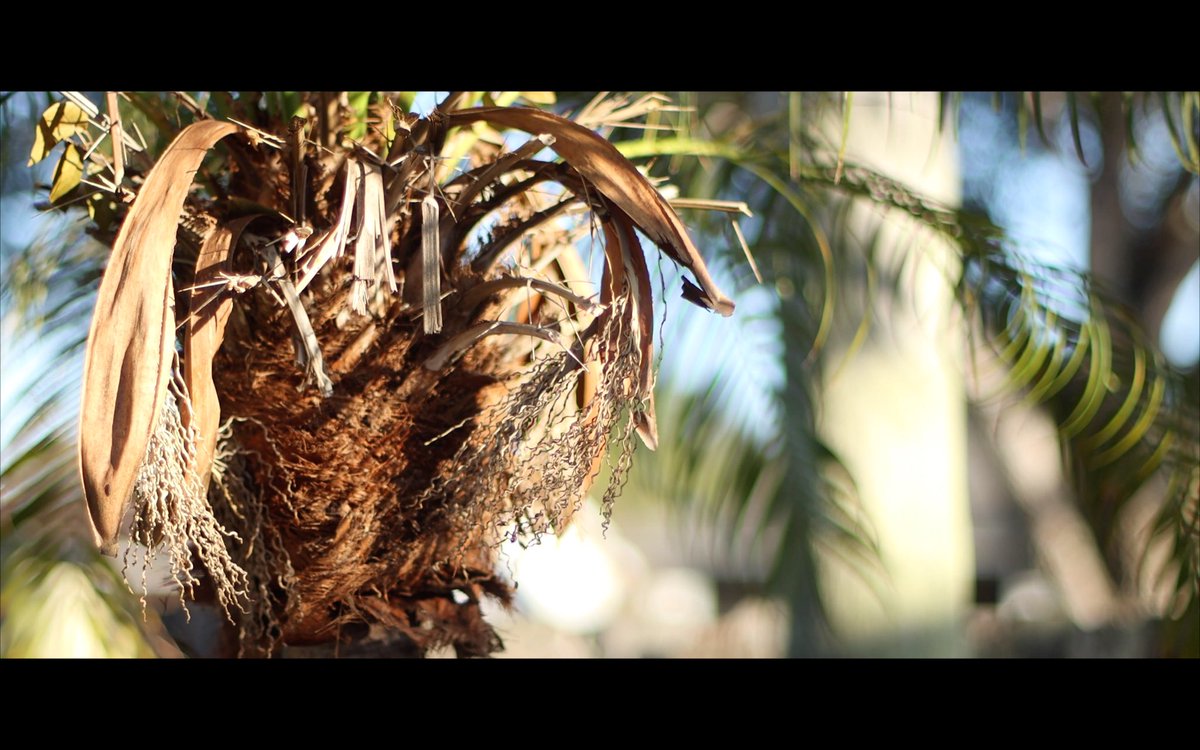 ColdWinterFilms's tweet photo. Florida (A Cinematic Video) #filmmaking #cinematography #florida
https://t.co/vmLvNhHVsy https://t.co/Lj2pR6Y7BS