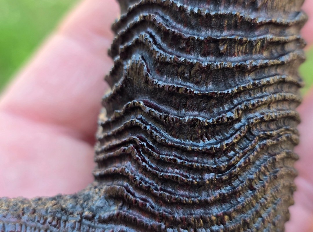 Walt Cannoy tweet media