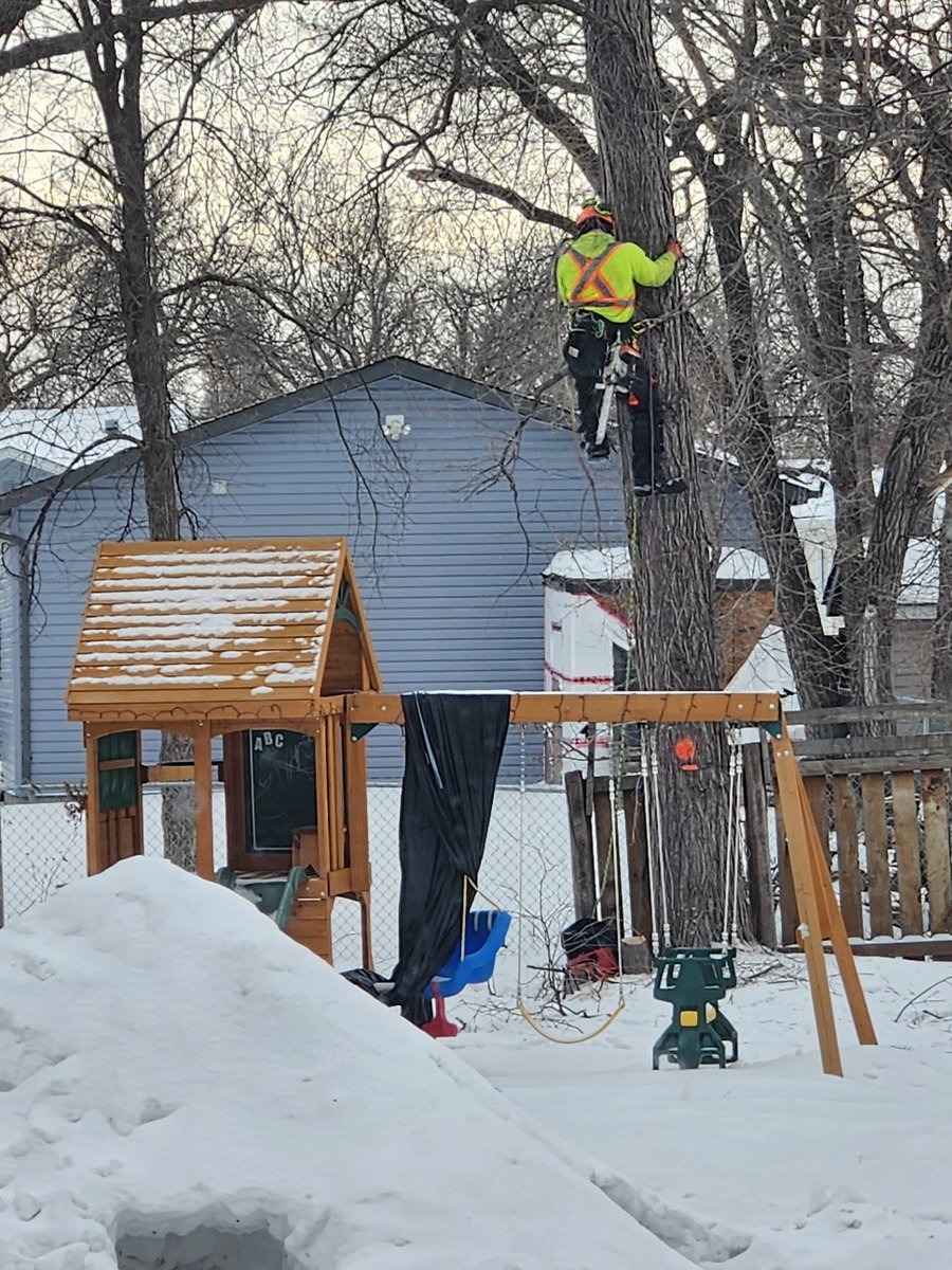 👀🥺 darn.... there goes my shade tree for the yard...