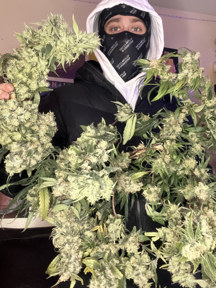 grimreefer508's tweet photo. White haze https://t.co/SdLdfHiBEB
