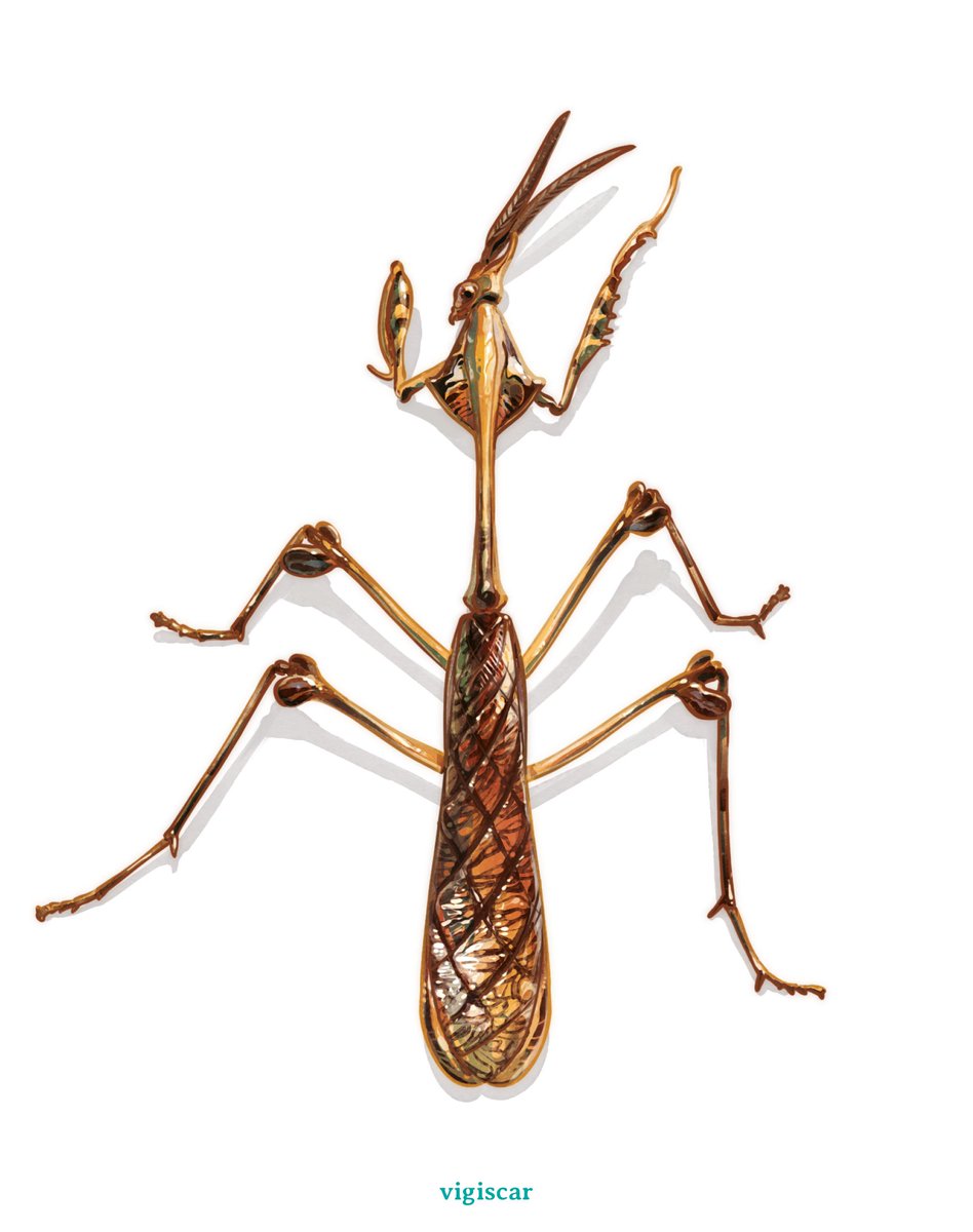 vigiscar's tweet photo. Illustration of an Indian Rose Mantis (Gongylus gongylodes) 🌹
-
#scientificillustration #zoology #biology #insect #mantis #animal #boardgame #insectarium #menagerie #cardgameart #sciart #bug #mantis #rosemantis https://t.co/VRVM3eCXvU