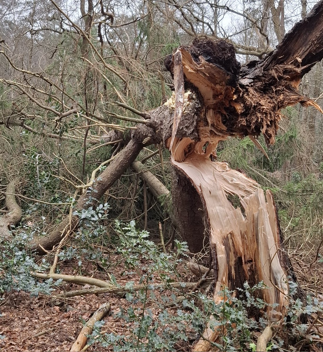 LeoPukk's tweet photo. En toen lag deze grote spar zomaar om in de #DeLeyen #Bilthoven #UtrechtsLandschap https://t.co/iUNblO99Z4