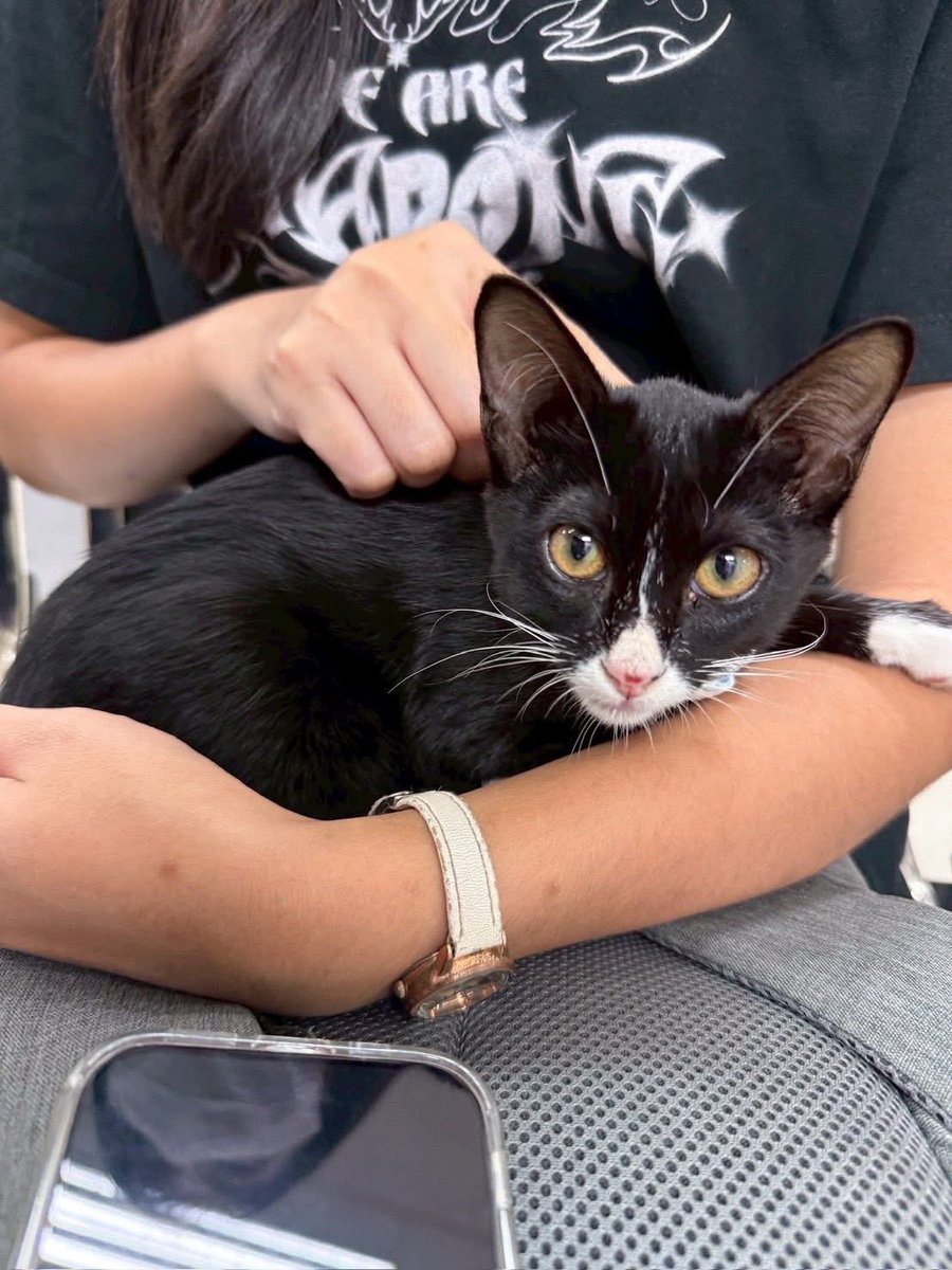 johnjud_cu's tweet image. “ด็อบบี้” แมวเด็กจากคณะวิทย์ ได้รับแจ้งมาว่าน้องขาเจ็บ จึงได้พาไปพบคุณหมอเมื่อวันที่ 15/01/69 พบว่า

-มีบาดแผลที่อุ้งเท้านิ้วที่ 3 คาดว่าเกิดจากการเสียดสีเนื่องจากเท้าขวาไม่ตอบสนอง และเส้นประสาทที่ขาหน้าอักเสบจนใช้การไม่ได้ น้องไม่มีความรู้สึกตั้งแต่ข้อศอกลงไป🥹 #ด็อบบี้_Johnjud