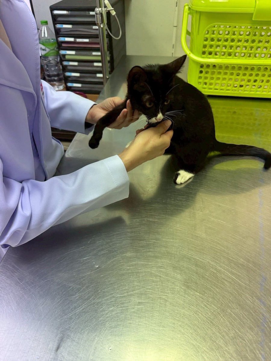 johnjud_cu's tweet image. “ด็อบบี้” แมวเด็กจากคณะวิทย์ ได้รับแจ้งมาว่าน้องขาเจ็บ จึงได้พาไปพบคุณหมอเมื่อวันที่ 15/01/69 พบว่า

-มีบาดแผลที่อุ้งเท้านิ้วที่ 3 คาดว่าเกิดจากการเสียดสีเนื่องจากเท้าขวาไม่ตอบสนอง และเส้นประสาทที่ขาหน้าอักเสบจนใช้การไม่ได้ น้องไม่มีความรู้สึกตั้งแต่ข้อศอกลงไป🥹 #ด็อบบี้_Johnjud