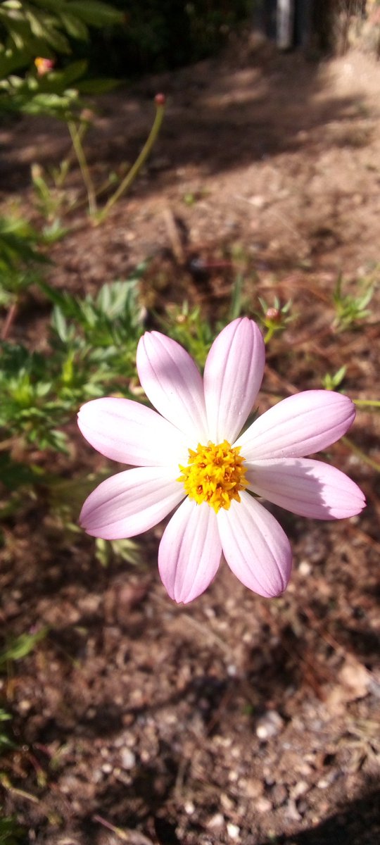 Santos Mendez tweet media