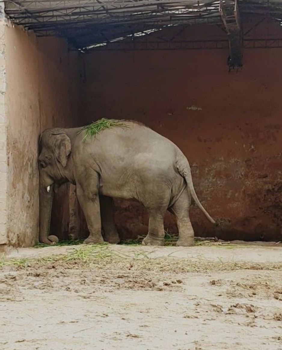 janischshane's tweet image. This is what captivity does and people still go to zoos.
#freelucy Canada 🇨🇦