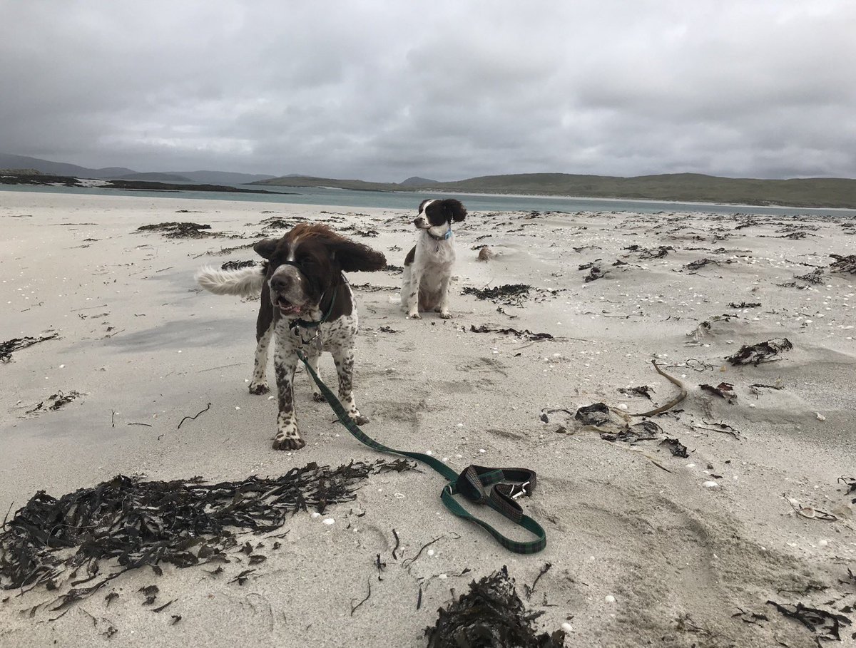 bigstu1964's tweet photo. Here’s this week’s #ThrowbackThursday of Monty and Skye on a breezy Eoligarry beach on Barra 🏖️🐶🐾🐶🐾 #flapometers #SparkyandNellysWalk https://t.co/Fepm3pfUUw