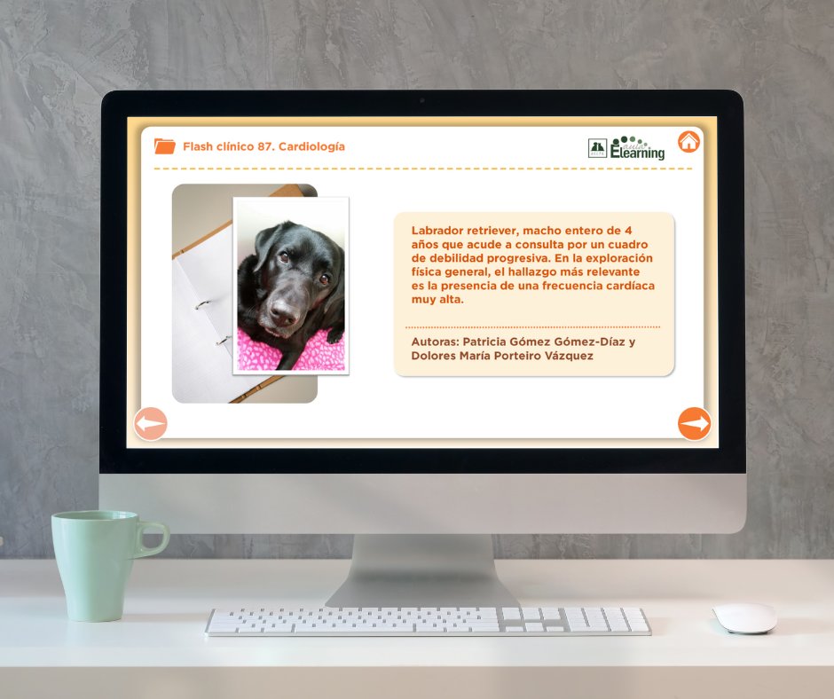 ✨ FLASH CLÍNICO de Cardiología ✨

Hoy os presentamos un caso que pondrá a prueba vuestras habilidades de interpretación electrocardiográfica.

 🐶 Labrador, macho, 4 años
 ⚠️ Debilidad progresiva
 🩺 FC muy alta
🧐 Prueba realizada: ECG de superficie 

🔗formacion.avepaelearning.com/course/info.ph…