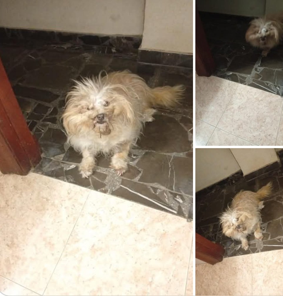 Lola tweet media