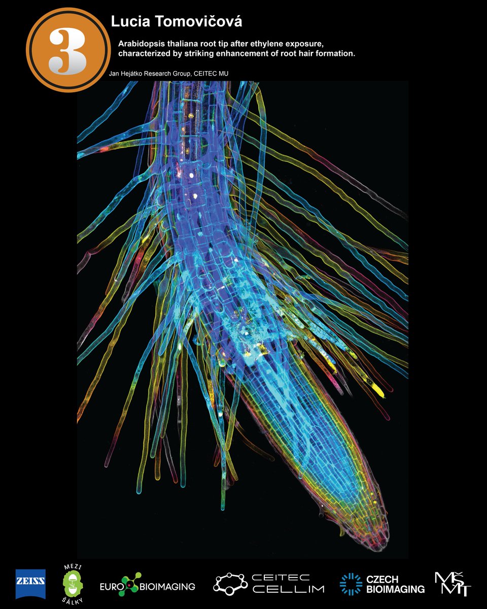 Ceitec_CellimCF's tweet photo. Final results - 3rd place winner:
🥉@badurova_lucia from @hejatko lab
🔬Zeiss #LSM800
🖼️Color-coded orthogonal projection over z dimension
🥳Congratulations and thank you for sharing your science with #microscopy community! https://t.co/xzQphW353V