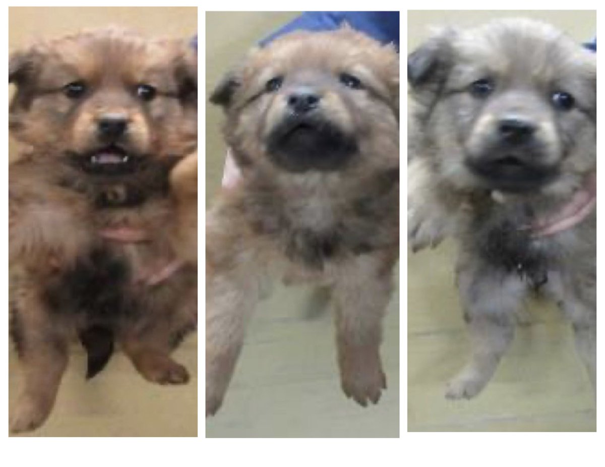 🟦香川県中讃保健所収容情報🟦
管理番号2530616〜8
生後1〜2ヶ月の子犬3兄妹が保護されました
毎日のように保護される子犬達…
行き場は見つかっているのだろうか…
不安になります😢
皆んなが家族の温かさの中で暮らせればいいのだけど…
どうかこの小さな命にずっとのお家を🙏

掲載期限2月24日