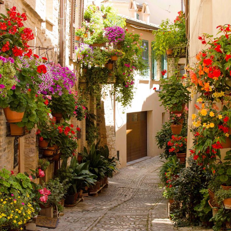 naturaholic's tweet image. when the streets are surrounded by flowers ✨