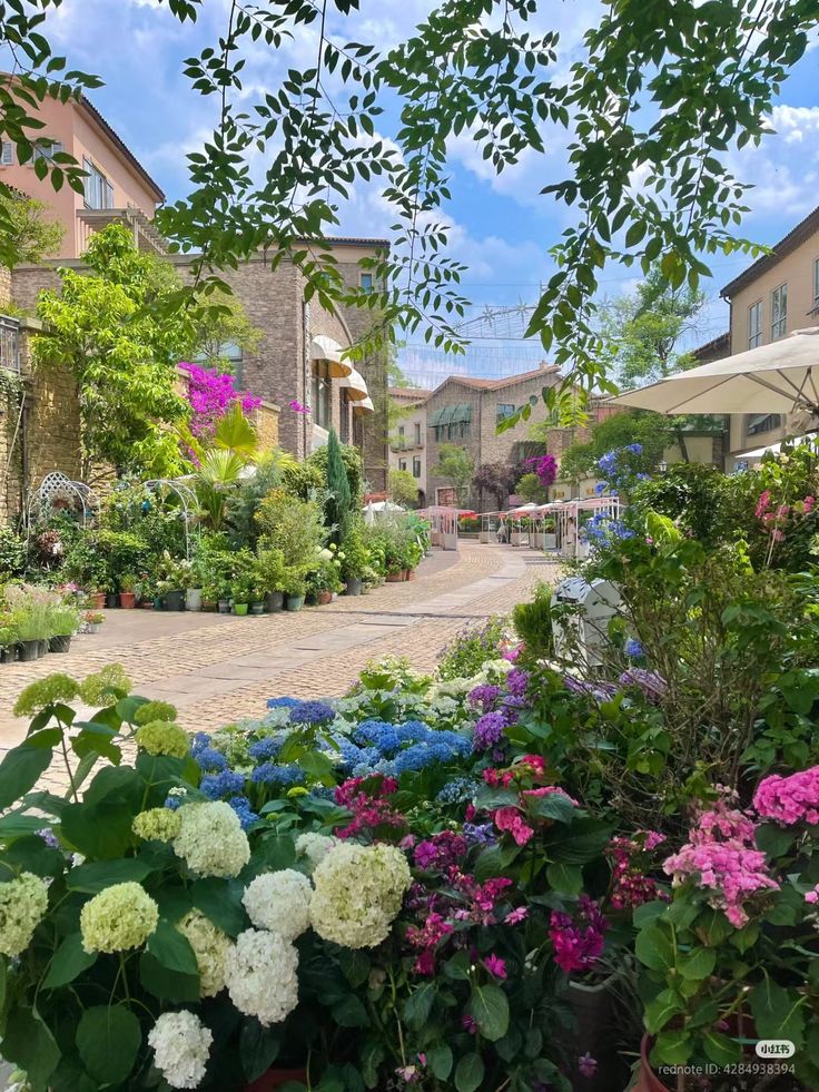 naturaholic's tweet image. when the streets are surrounded by flowers ✨