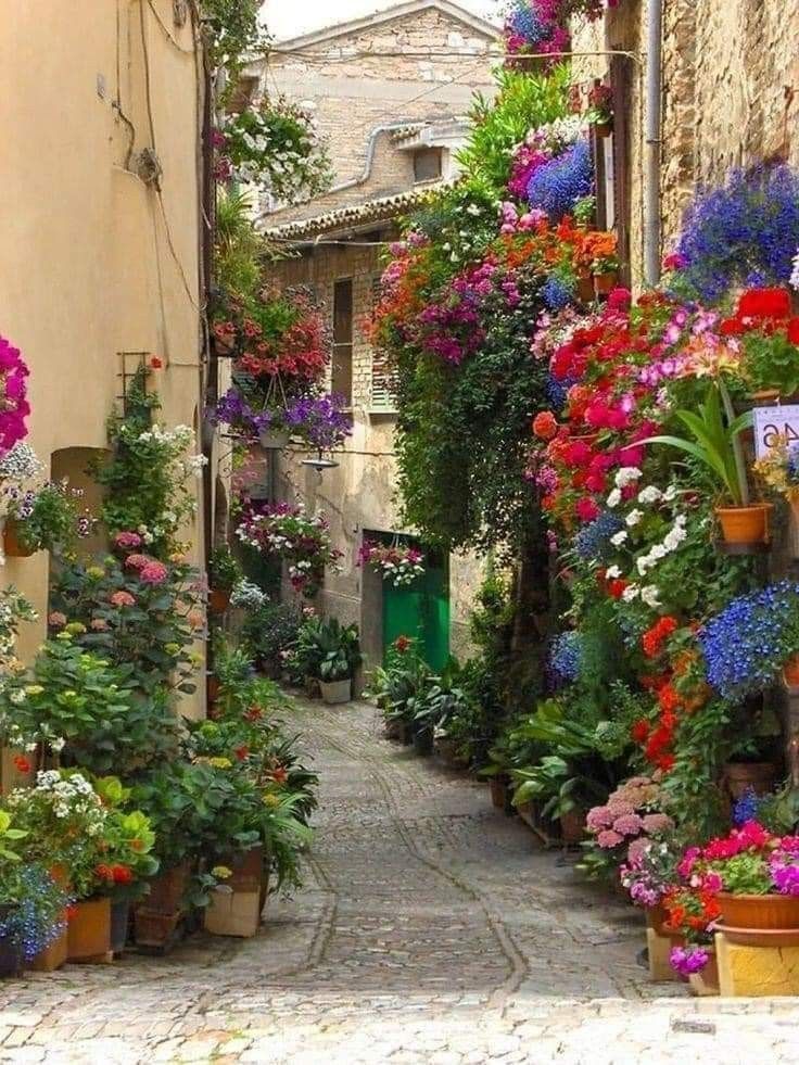 naturaholic's tweet image. when the streets are surrounded by flowers ✨