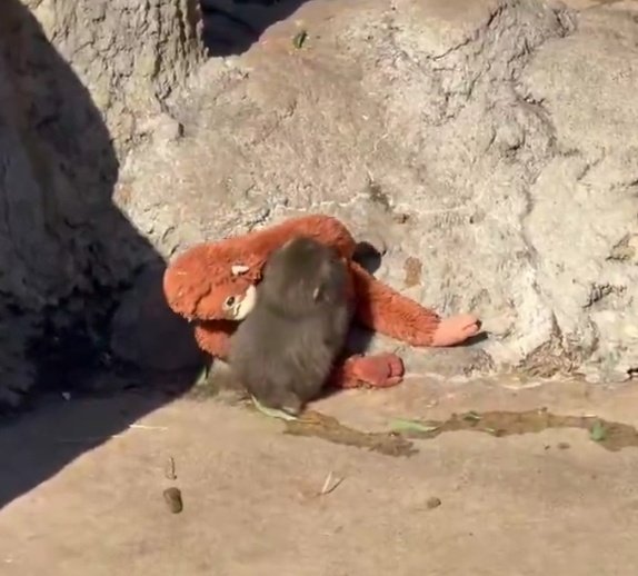 ดุตอนน้องขดตุวยุหลังตุ้กตาแม่ดิ😭​ สัสอยากเกิดเป้นลิงในกรงนั้น