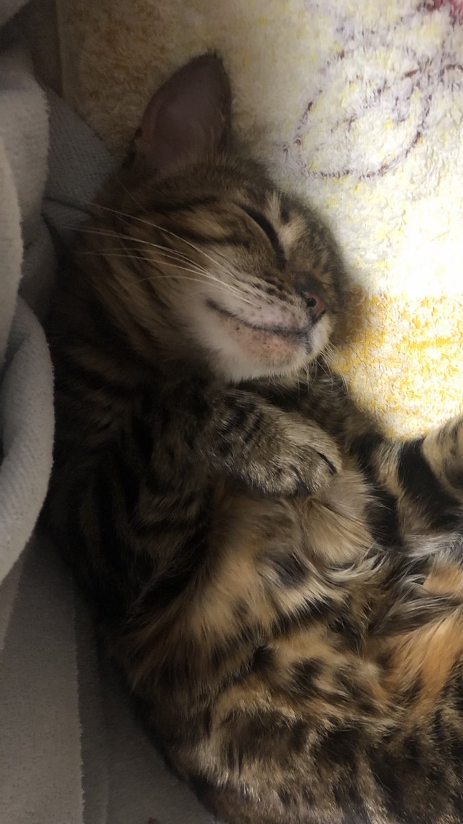 SUPERSONIC3886's tweet photo. #猫好きさん集まれ #cat
#bengalcat
#MaineCoonCat #ベンガル #メインクーン
おいらの 話を
聴いておくれ〜👂 https://t.co/NFcowqfkcj