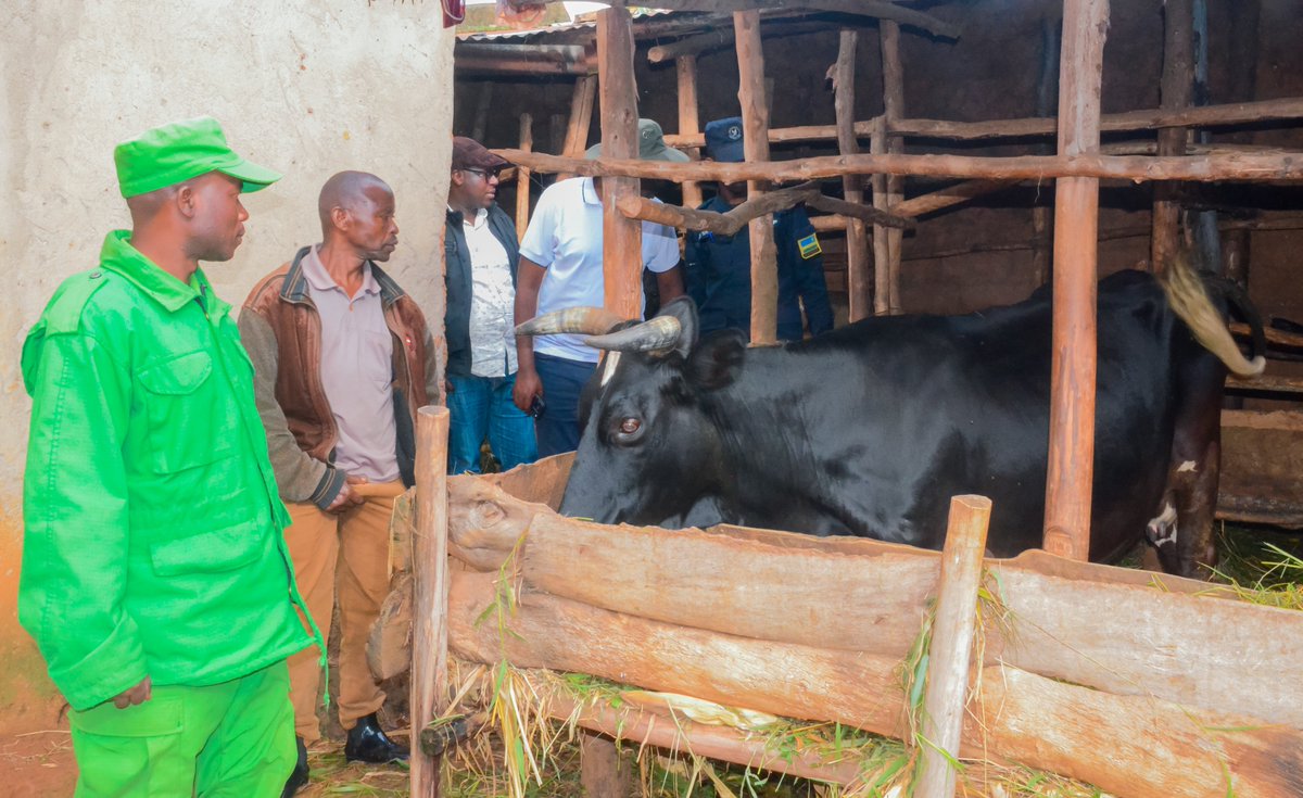 Uyu munsi, mu Mirenge 7 ya @GatsiboDistrict hakomeje igikorwa cyo ...