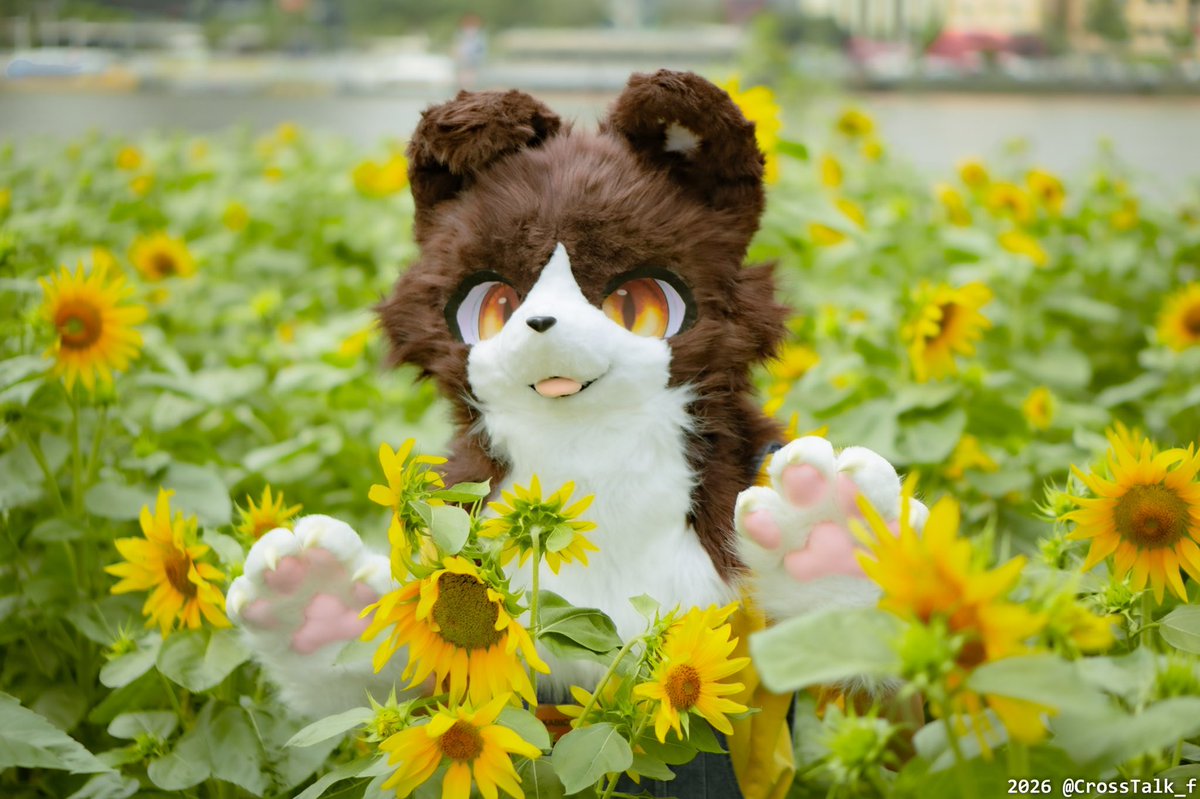 lykozine's tweet photo. You're my sunflower, you're my sunflower
📷: @CrossTalk_f https://t.co/Q4DRdSJGHR