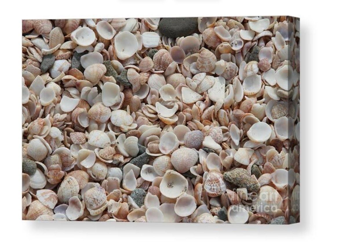 erinmdorffette's tweet photo. #ShellBeach is one of the most unique and fun #beaches to enjoy! Take a #vacation through #art with this #beach and buy yourself a #gift

#ocean #travel #photography #beachvibes #holiday #Caribbean 

https://t.co/i2Ar7SJrEV https://t.co/M6h5DY7y35