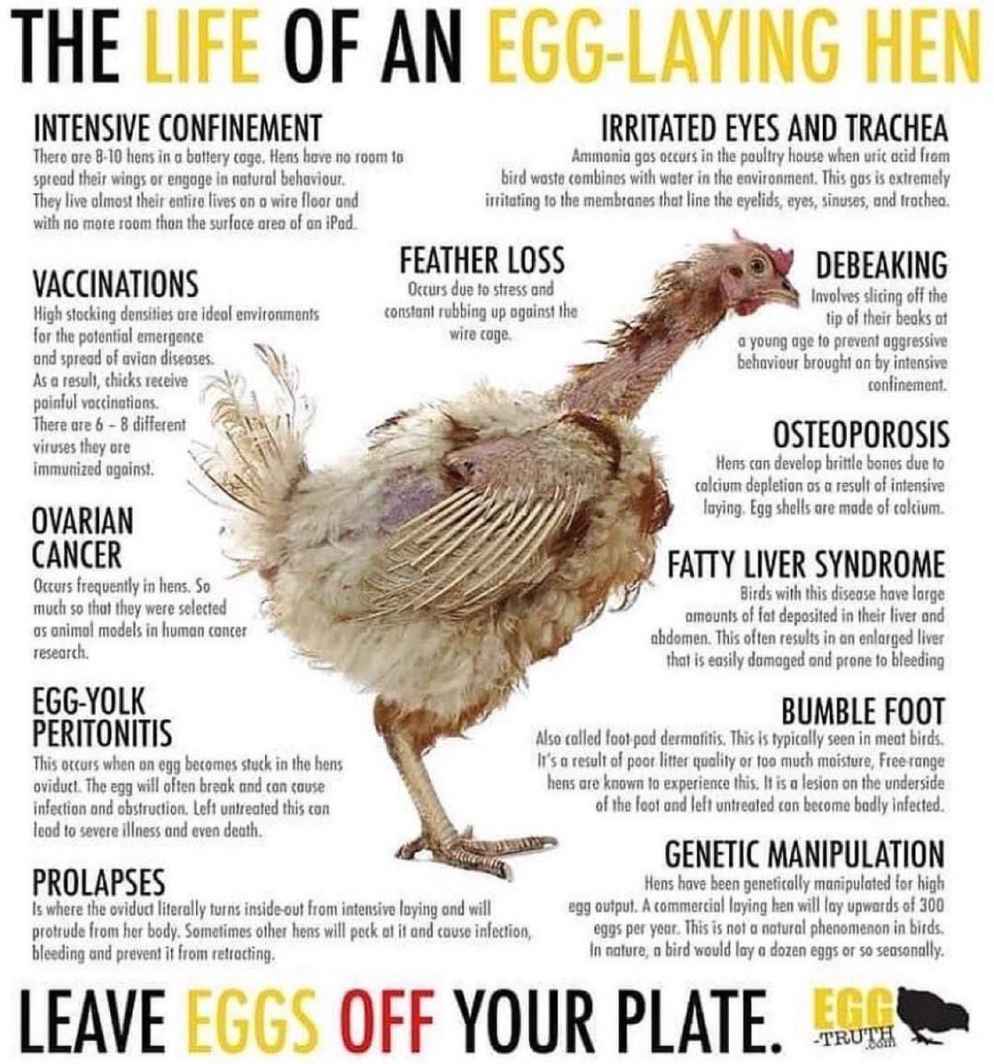Egg_Truth's tweet photo. This is Lucy 🐓 👇 

Lucy has been confined in a cage on an egg farm for about 18 months. Because hens have been selectively bred to lay almost an egg a day, her body and reproductive system are exceedingly overburdened. 

Learn more 👉️ https://t.co/dIIDTaVVG4 

#eggtruth https://t.co/IGa0CQjjIN