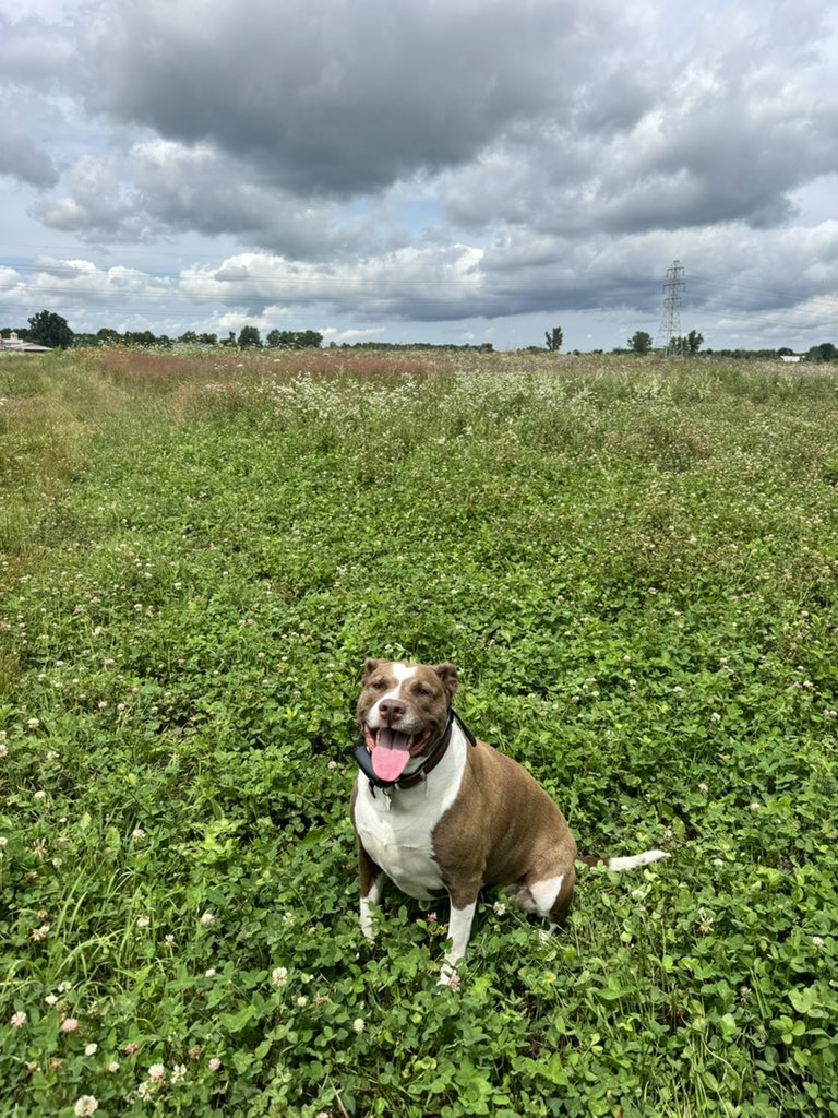 Hahnidelux's tweet photo. @elonmusk if you got any spare change I wanna get a tractor for my 20 acres so I can start living off my land we moved to ♥️😉 #dreams #country living https://t.co/56cHMvEINV