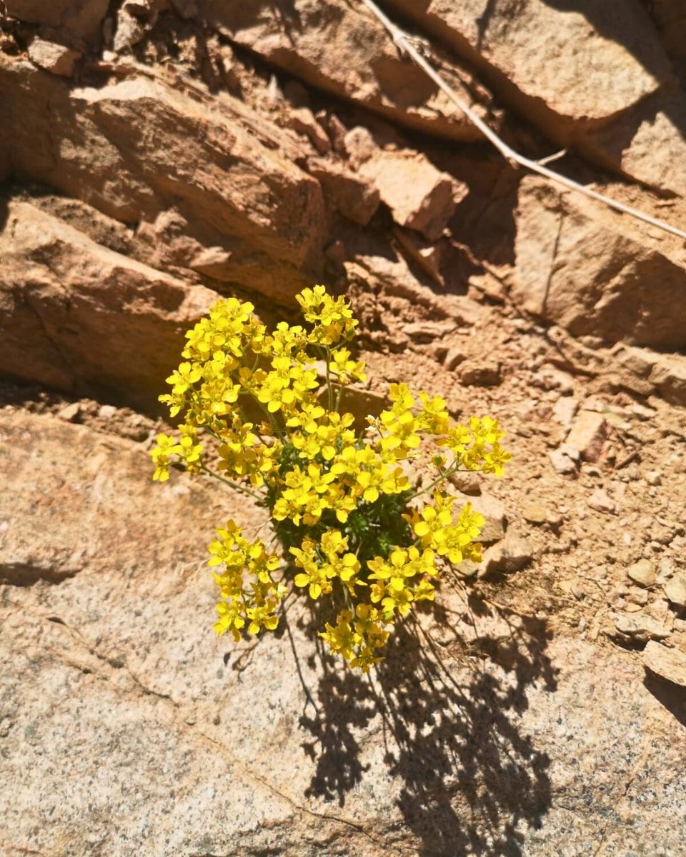 Cemile Dolamaotu (Draba cemileae) 🌿 

Endemik türlerimizden biri olan bu zarif bitki, Giresun ve Sivas illerimizde doğal olarak yayılış göstermektedir.

Kayalık alanları tercih eden ve süs değeriyle dikkat çeken bu özel tür, bulunduğu ekosistemin önemli bir parçasıdır.

Doğanın