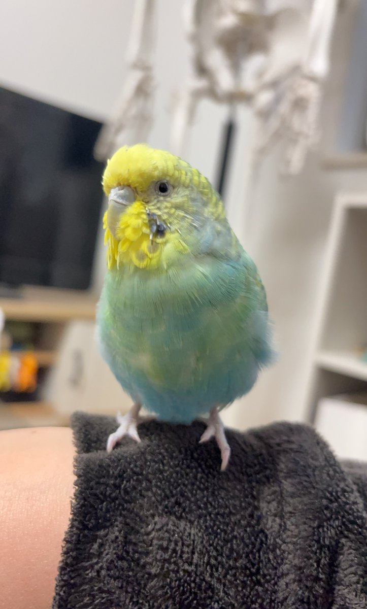 hina10mou's tweet photo. 迷子のインコを探してます。
岡山県の南の地区なんですが、昨日日向ぼっこ中にくちばしでゲージを開け脱走しました。最愛のペットなのでご協力お願いします🙇‍♀️
もし見かけた方は御手数ですが写真を撮ってメッセージの方に送って欲しいです。 https://t.co/CgPSg0RNWC