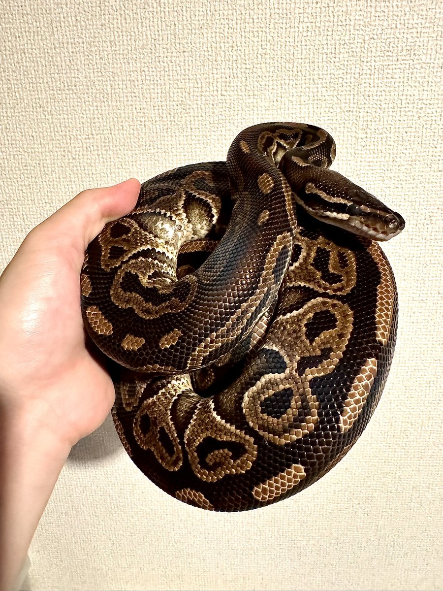 hfgwb605's tweet image. Trick🪄🌀🌀😵‍💫
これは…いいっ👍✨

#爬虫類
#ボールパイソン
#trick
#blitz
#hurricane