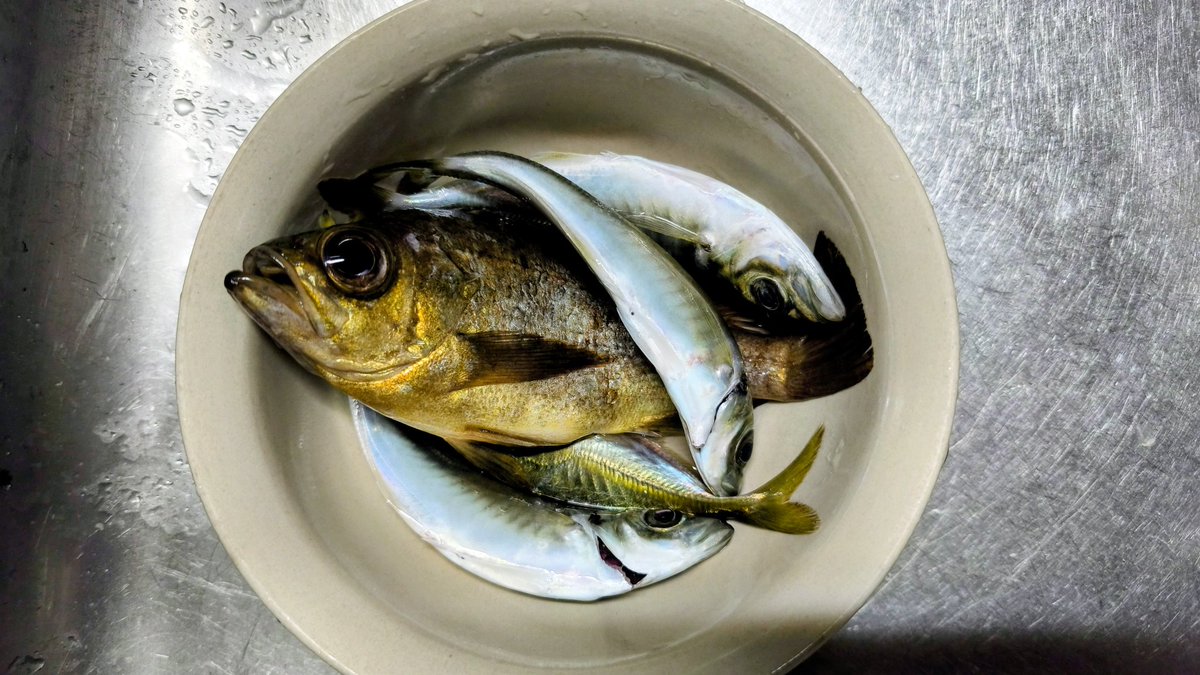 FishingUz's tweet photo. 今日もメバル乱舞してた

20cmオーバーだけ持って帰ろうと思ったら一匹だけだった(^_^;)

アジはキャロでボトム。。。

久しぶりにアブガルシア

もぅ古代兵器かもしれない

▶ロッド
　ERFS-610LS-TZ
▶リール
　MGXtreme1000
▶ライン
　ザ・ワン0.2号
▶リーダー
　ジョイントライン0.8号 https://t.co/c79Arq3XLa