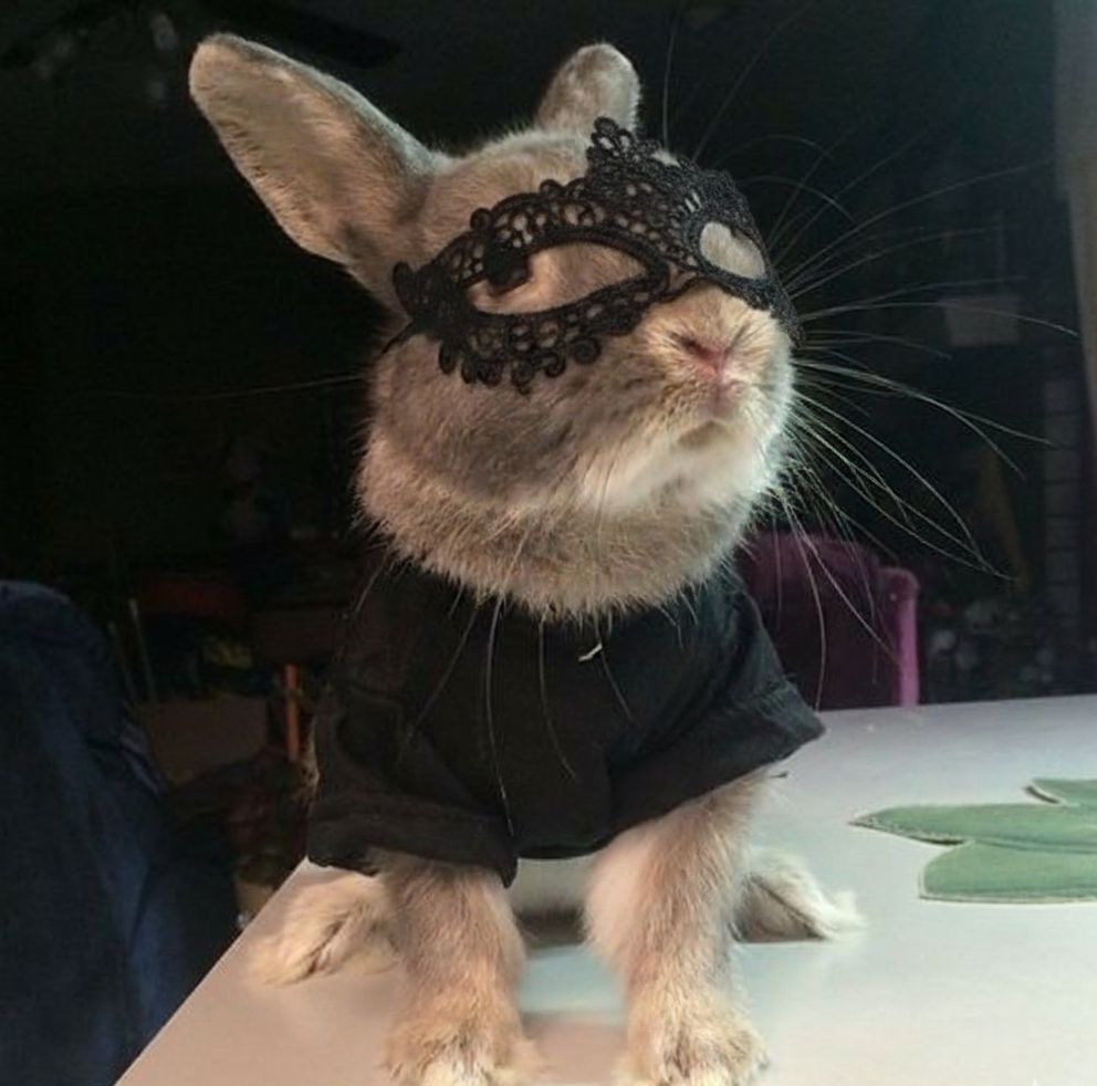 omar as bunny🐇 (@omarasbunny) on Twitter photo 