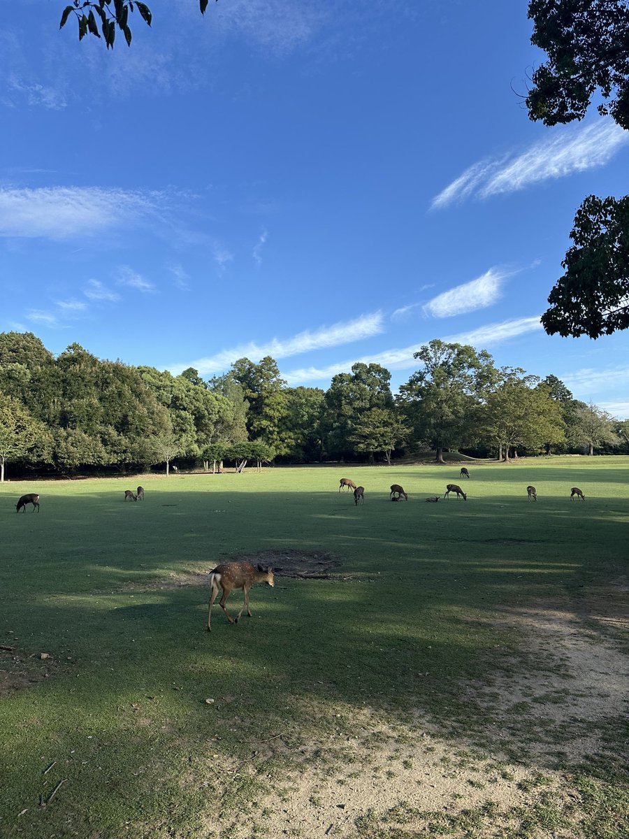 きぬしょう tweet media