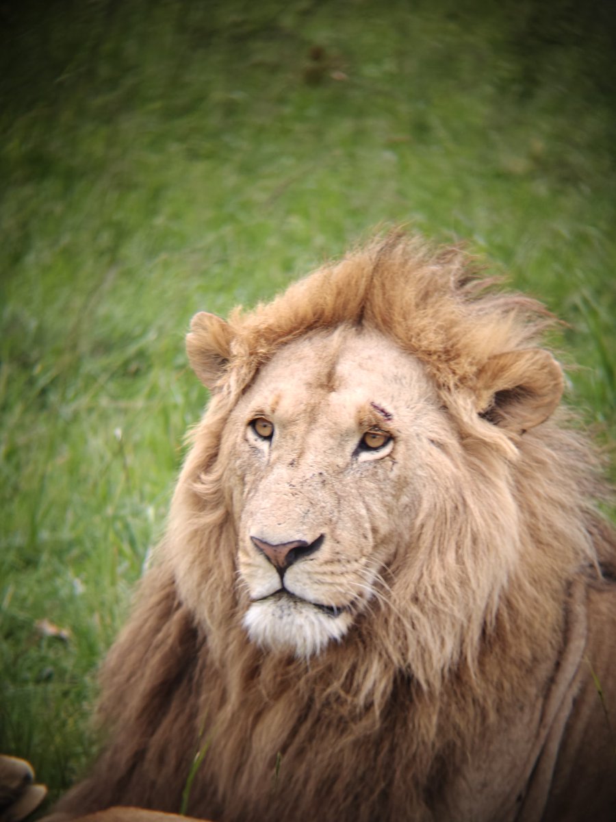 bhava326's tweet photo. Hello from Masai Mara. ❤️ https://t.co/gnOwyPw3pT