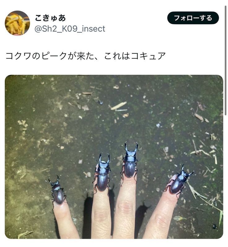 shadoo🪲🇵🇸(silly creature enjoyer) (@shadoocreature) on Twitter photo 