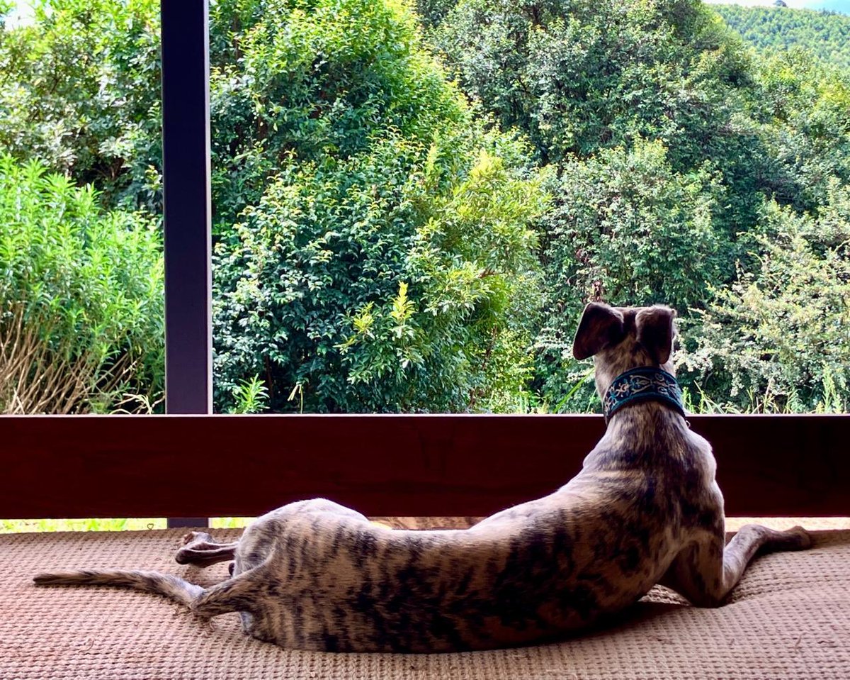 JeanetteM72's tweet photo. Just a whippity surveying his kingdom.
#Adam https://t.co/gj89Ng9U9n