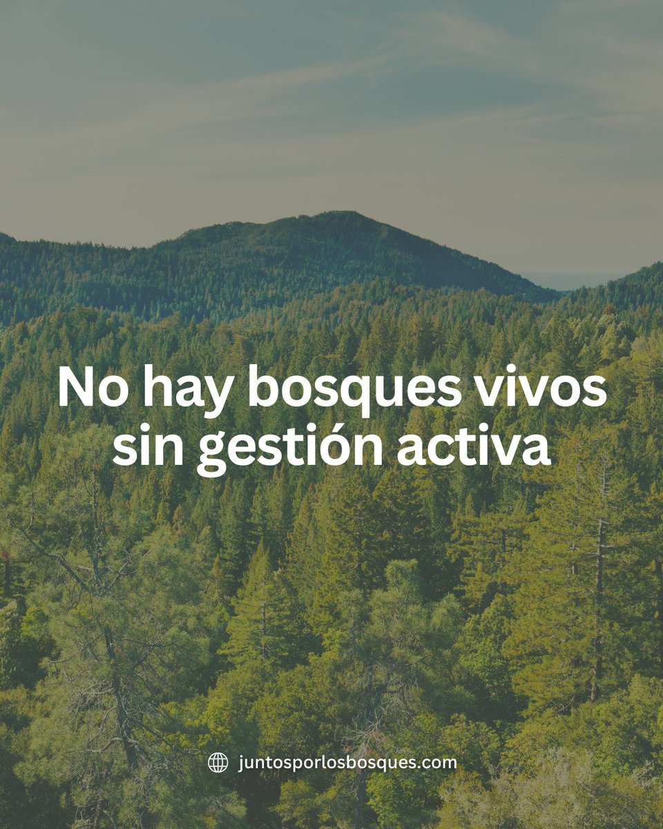 JuntosxBosques tweet media