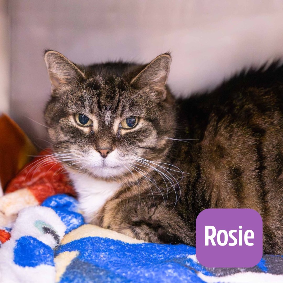 Lake Humane Society tweet media