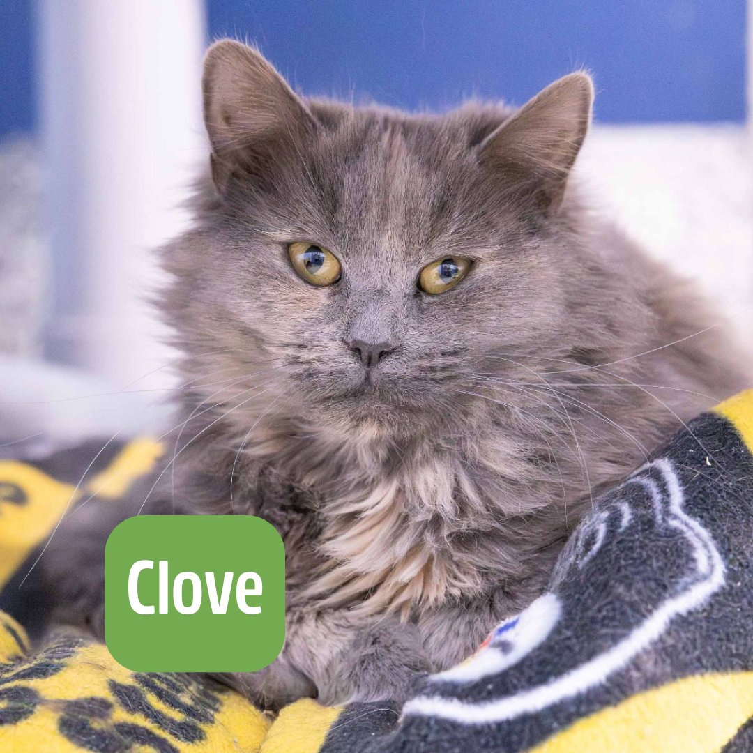 Lake Humane Society tweet media