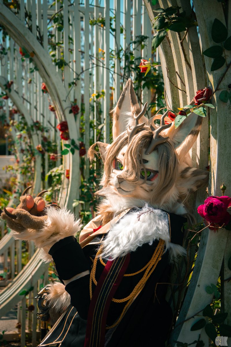 手をどうぞ。私と共に、薔薇を愛でに行きましょう。

📷：<a href="/Oak115202/">Oak_intheworld</a> 
#fursuit 
#FursuitFriday
#FursuitEveryday
